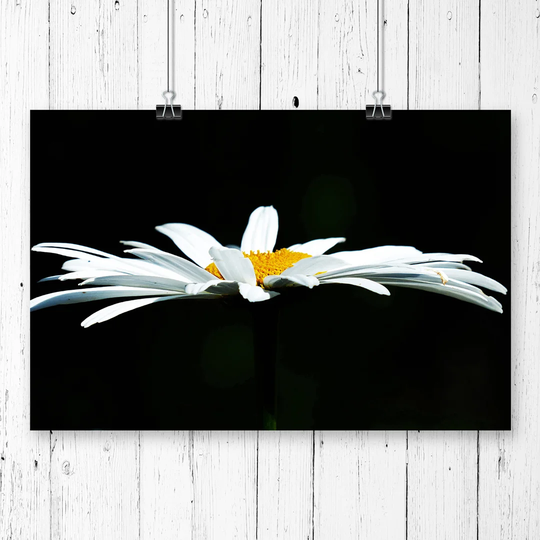 'White Daisy Flower' Graphic Art