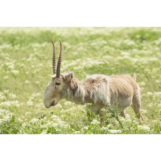 Saiga - Wrapped Canvas Photograph