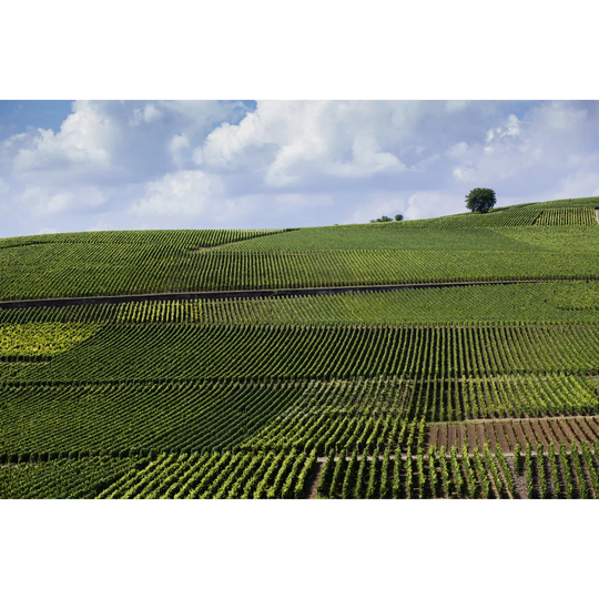 Vineyard In Champagne, France