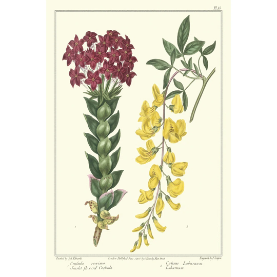 Gardeners Delight V by Sydenham Edwards - Wrapped Canvas Graphic Art