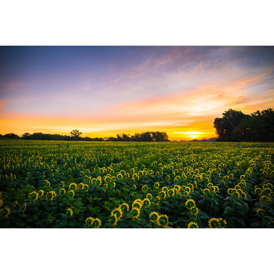 Sunflowers At Sunrise