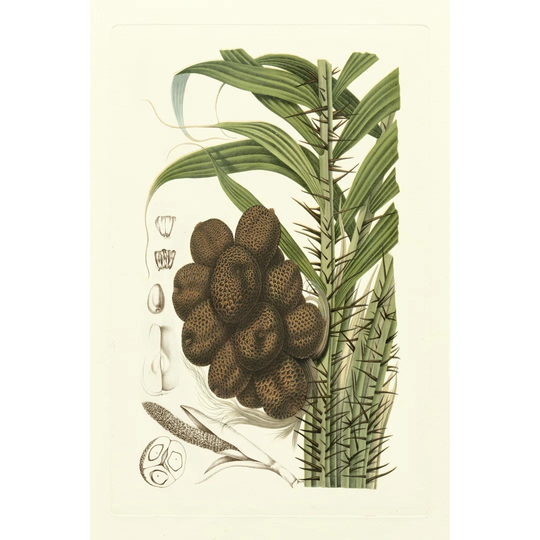 Island Fruits I by B. Hoola Van Nooten - Wrapped Canvas Graphic Art