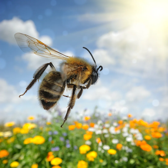 Bee Flying over Colorful Flower Field by Paul Grecaud - Wrapped Canvas Photograph