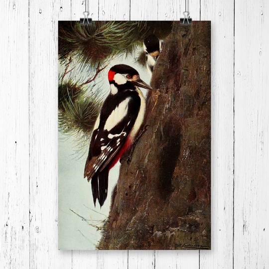 'Vintage Spotted Woodpecker' by W Kuhnert Graphic Art