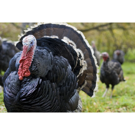 Male Turkey Whose Ready to Mate by Krodere - Wrapped Canvas Photograph