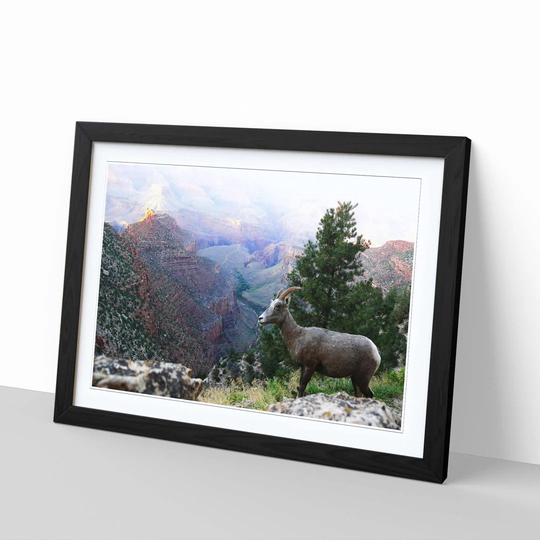 'Mountain Sheep landscape' Framed Photographic Print