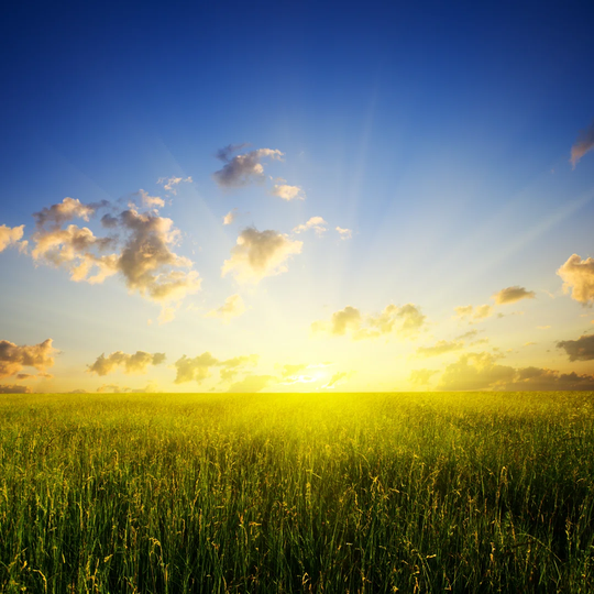 Field of Grass and Sunset by IakovKalinin - Wrapped Canvas Photograph