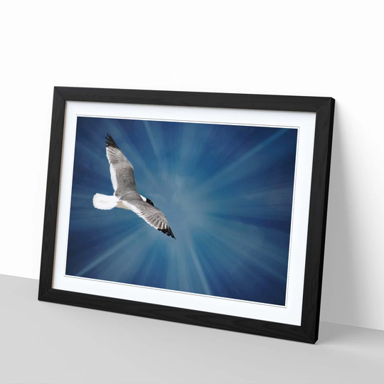 'Seagull Bird 2' Framed Graphic Art