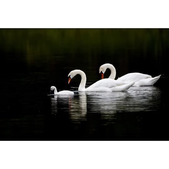 Swan Serenity - Wrapped Canvas Photograph