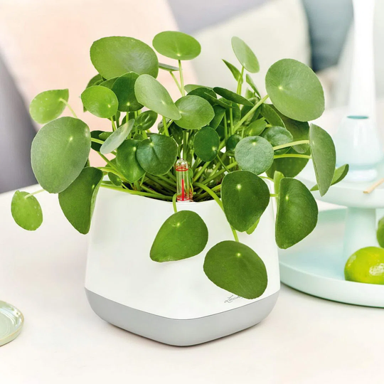 Yula Plastic Self Watering Plant Pot
