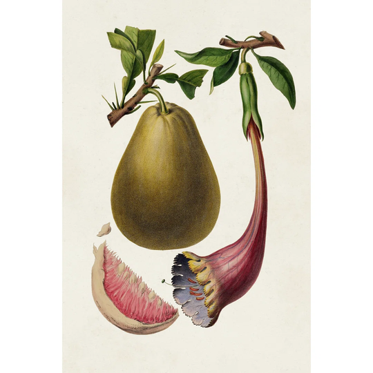 Fruit of the Tropics I - Wrapped Canvas Graphic Art