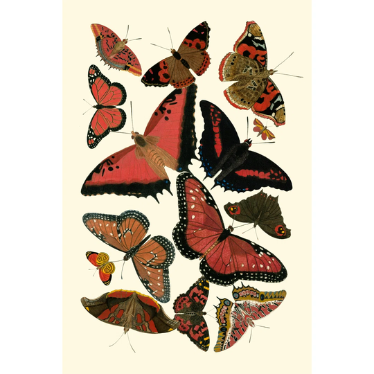 Red Butterfly Study by Vision Studio - Wrapped Canvas Graphic Art