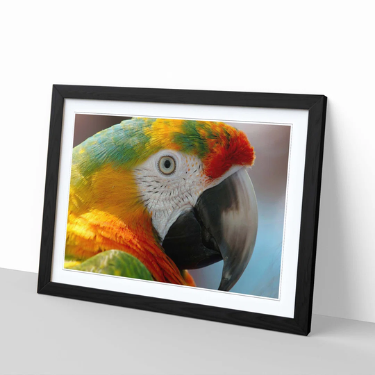 'Macaw Parrot Bird' Framed Photographic Print