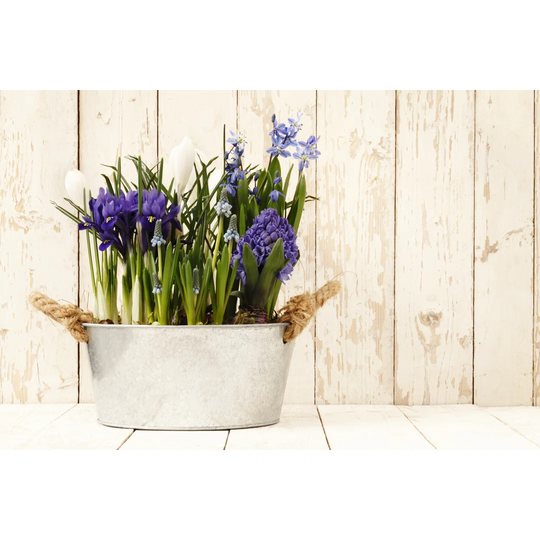 Springtime, Flowers Composition in Pots Isolated on Wooden White by Visivasnc - Wrapped Canvas Photograph