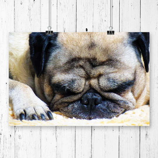 'Pug Dog' Graphic Art