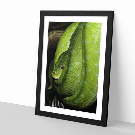 'Green Tree Python Snake 4' Framed Photographic Print