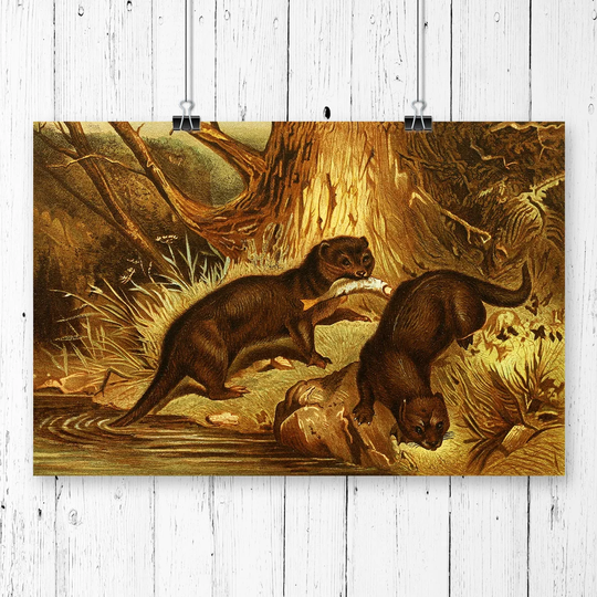'Vintage Natural History European Otter' Graphic Art