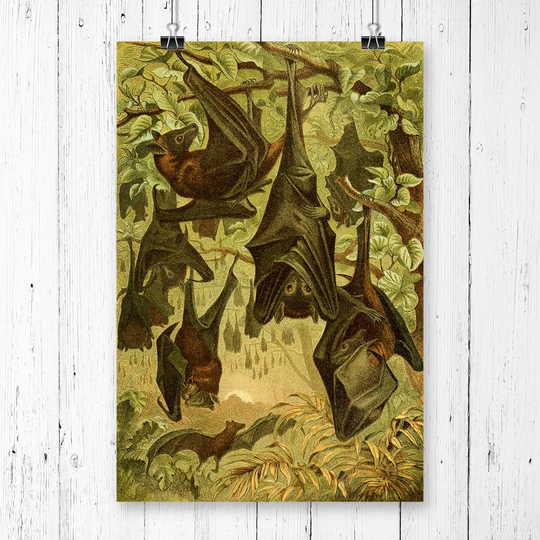 'Vintage Flying Fox Bats' Graphic Art