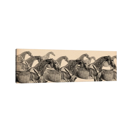 Race Horse Anatomy Collage - Wrapped Canvas Panoramic Graphic Art