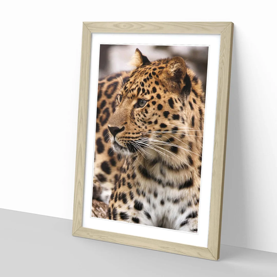 'Leopard on Alert' Framed Photographic Print