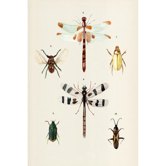 Insect Varieties II by Annie Warren - Wrapped Canvas Graphic Art