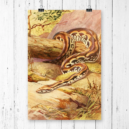 'Vintage Heubach, Walter Madagascan Boa' Graphic Art