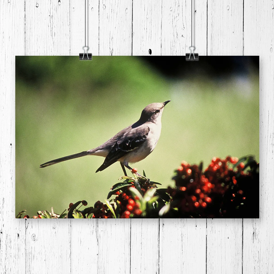 'Mockingbird Bird' Photographic Print