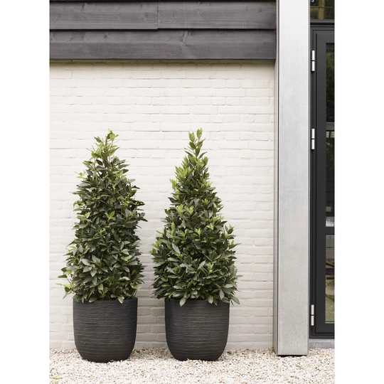 Planter Ball Row
