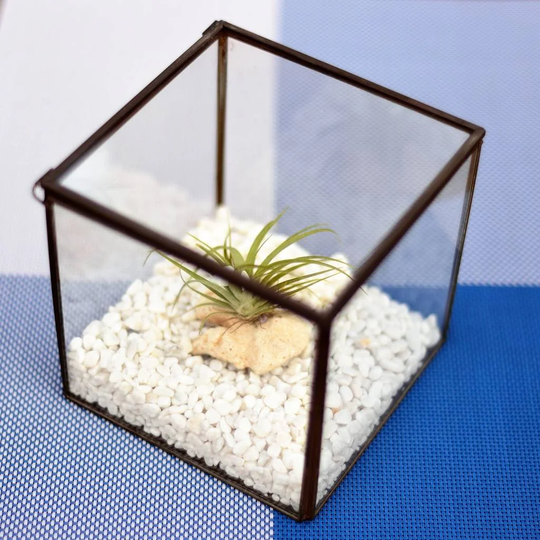 SantaMarina Glass Terrarium