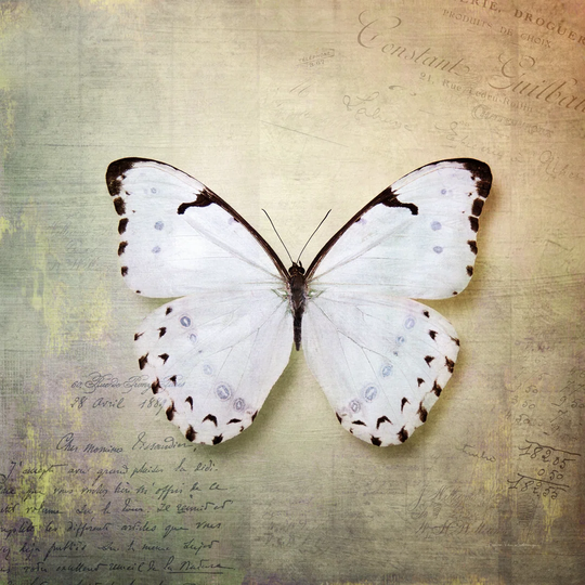 French Butterfly II by Debra Van Swearingen - Wrapped Canvas Graphic Art