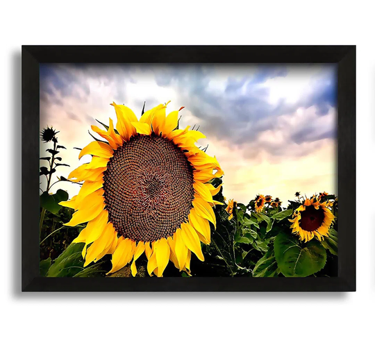 Sunflower Close Up in the Sky - Picture Frame Graphic Art on Canvas