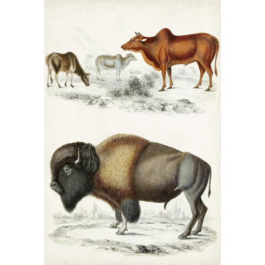 Journal of Natural History VII by Georges Cuvier - Wrapped Canvas Painting