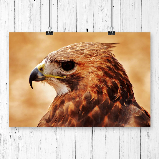 'Hawk Bird' Photographic Print