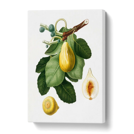 'A Common Fig Tree' by Giorgio Gallesio - Wrapped Canvas Painting Print
