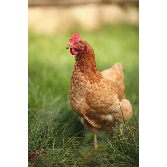 Brown Hen on a Lawn Grass by Konstantinpetkov - Wrapped Canvas Photograph