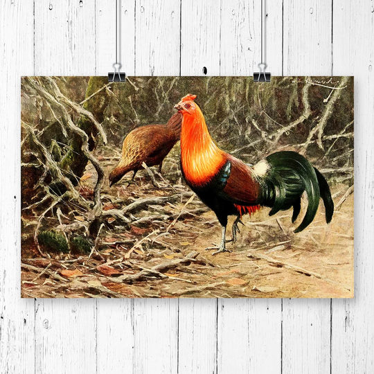 'Vintage Red Jungle Fowl' by W Kuhnert Graphic Art