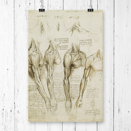 'Anatomy' by Leonardo Da Vinci Graphic Art