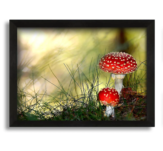 Fly Agaric Mushrooms - Picture Frame Photograph on Canvas