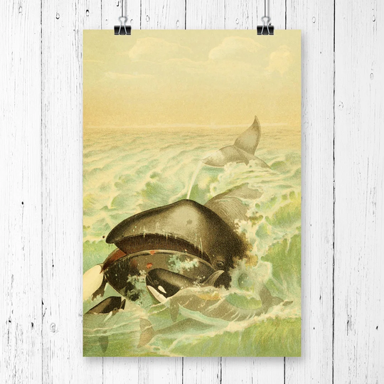 'Vintage Natural History Greenland Whale' Graphic Art
