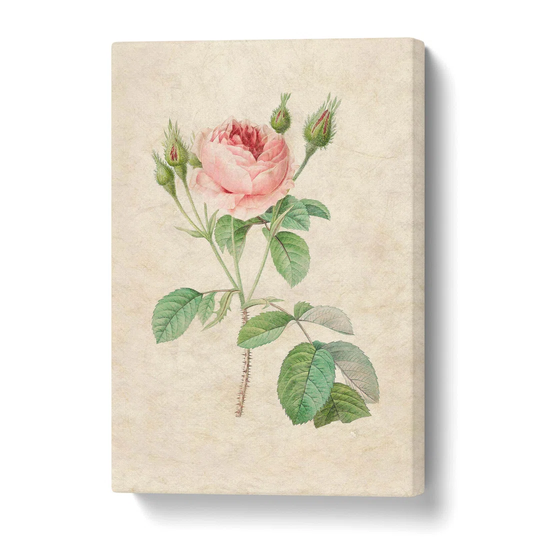 'A Pink Rose' by Pierre-Joseph Redoute - Wrapped Canvas Painting Print