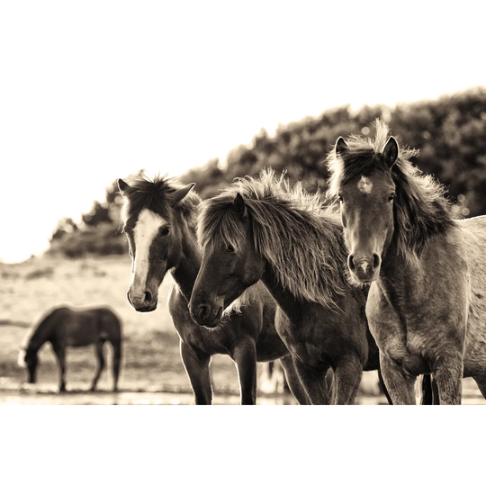 Horses Three Sepia by Aledanda - Wrapped Canvas Photograph