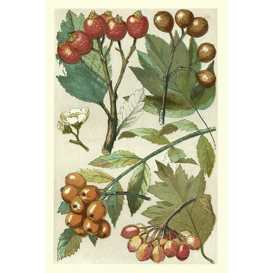 Fruits & Foliage IV