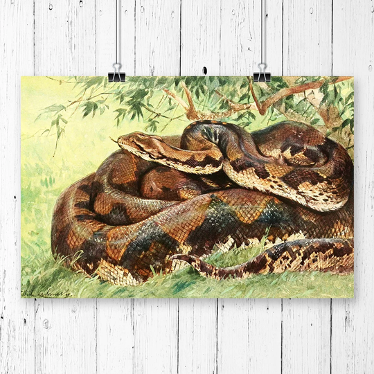 'Vintage Python' by W Kuhnert Graphic Art