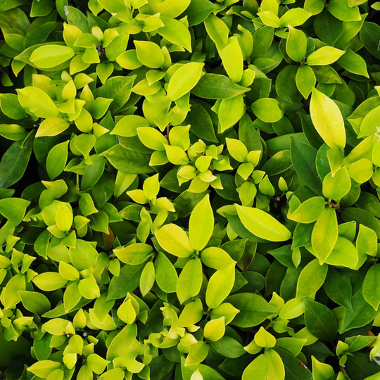 Ficus Dark Green Kinky Stem