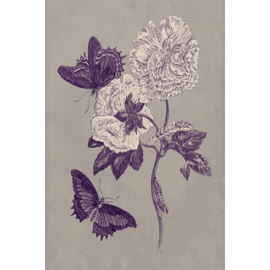 Nature Study IV by Maria S. Merian - Wrapped Canvas Graphic Art