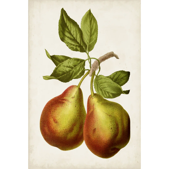 Antique Fruit XI by Vision Studio - Wrapped Canvas Graphic Art