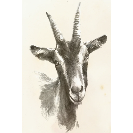 Sketched Farm Portraits II by Jennifer Paxton Parker - Wrapped Canvas Painting