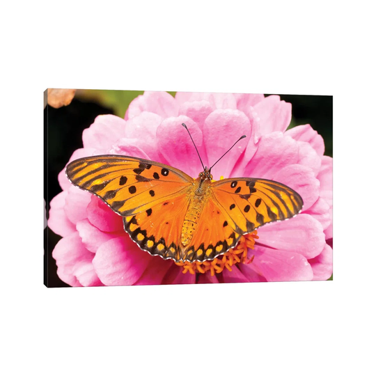 Gulf Fritillary Butterfly on Zinnia Flower, Bahia Blanca, Argentina by Agustin Esmoris - Wrapped Canvas Photograph