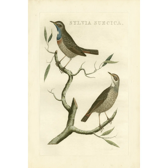 Nozeman Birds II - Wrapped Canvas Painting