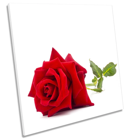 Single Rose Flower - Wrapped Canvas Painting